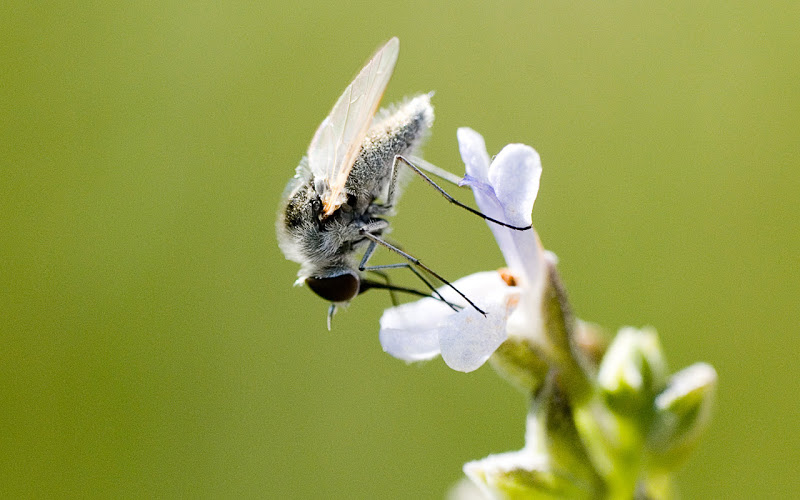 [Geron sp.] Sur une fleur de basilic Moucheron2