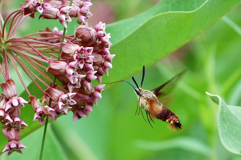 Papillons et autres invertébrés de Scotstown Sphinx%20%20co