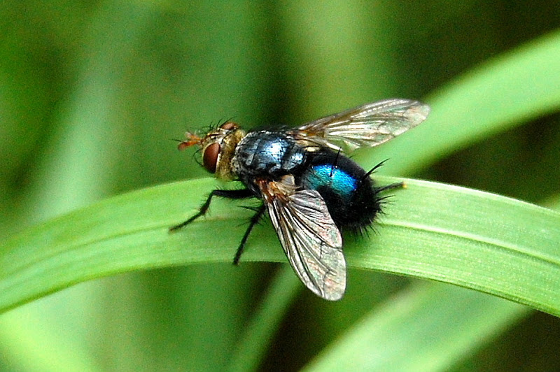 Papillons et autres invertébrés de Scotstown Mouche%20met