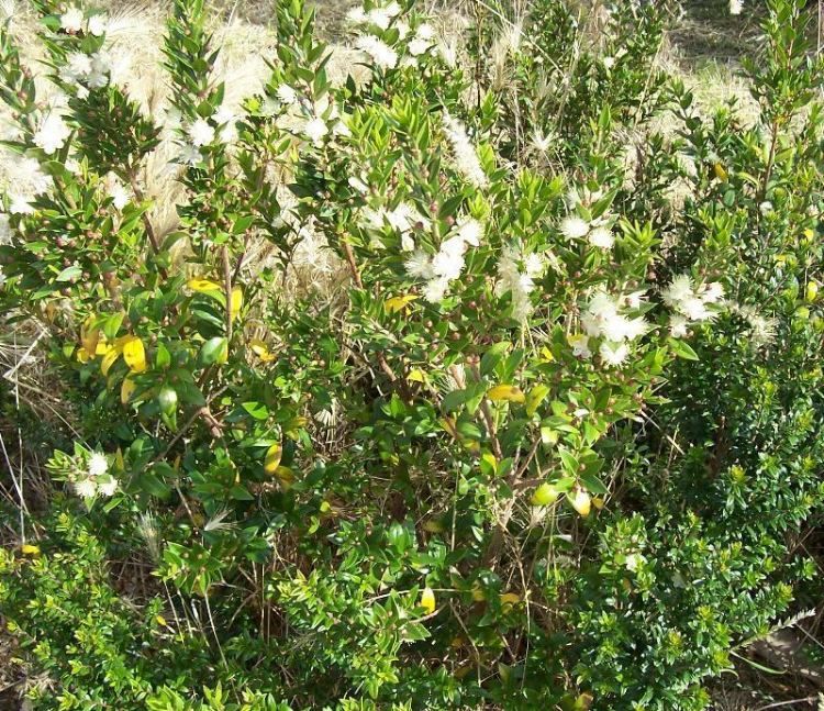  شجيرات الريحان...الأس.....  Myrtus_communis_16