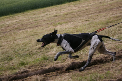 biathlon canin (photos) IMG_7658