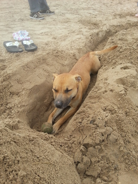 Bella's (staff x abd, 11 months old) day at the beach 20130505_141659