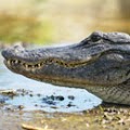 Alligators have died out in Europe, giant predatory birds are dying out in South America, and a supernova has damaged the ozone layer. What epoch is it? Image_answer_130x130_alligator