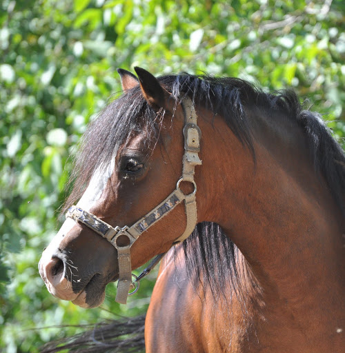 Haras du Krystal: poneys Welsh A !! - Page 14 DSC_0075