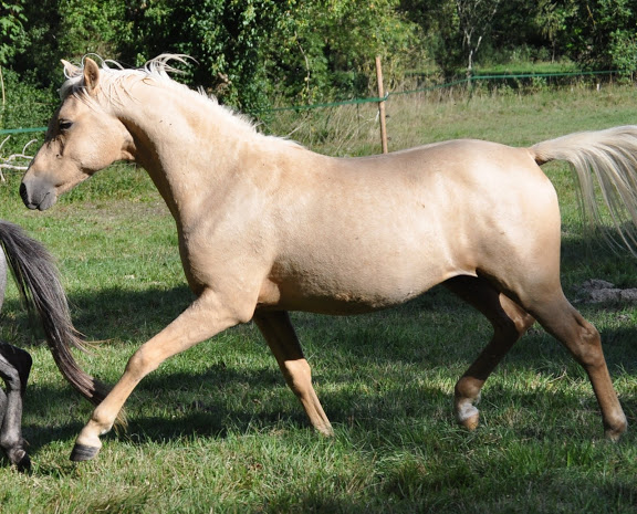 Haras du Krystal: poneys Welsh A !! - Page 14 DSC_0165