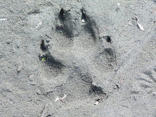 Paw Print Shop Pricings P1030666