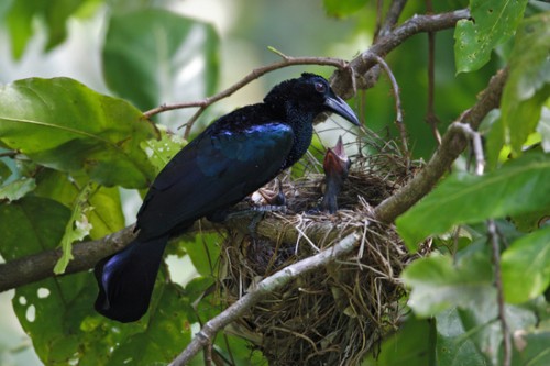 பறவைகள் பலவிதம் ஒவ்வொன்றும் ஒருவிதம் 101948image015