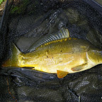 Etang de Civrieux d'Azergues 101_7838