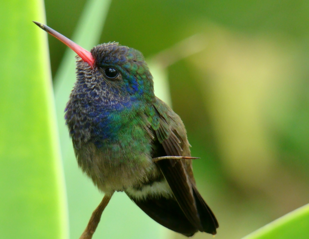 طائر غريب بحجم النحلة BeeHummingbird