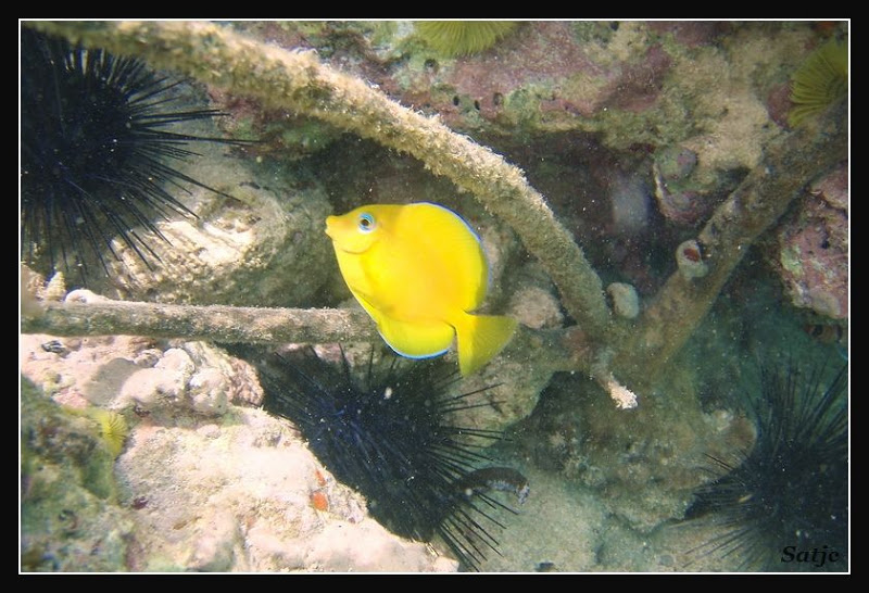 Un petit tour sous l'eau Guadeloupe%202008%20-%20394