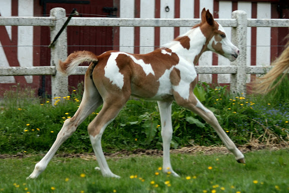 Rare : Pouliche Dressage Pie aux yeux bleus ! IMG_4356