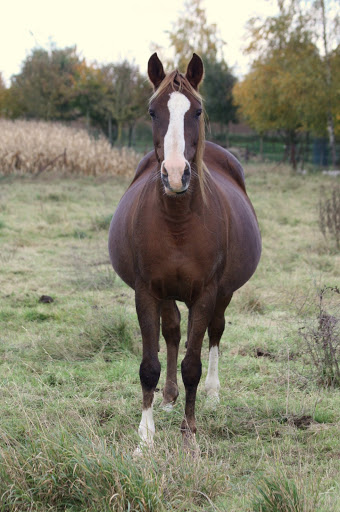 Photos des juments gestantes IMG_3360