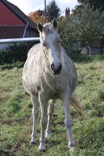 Photos des juments gestantes IMG_3371