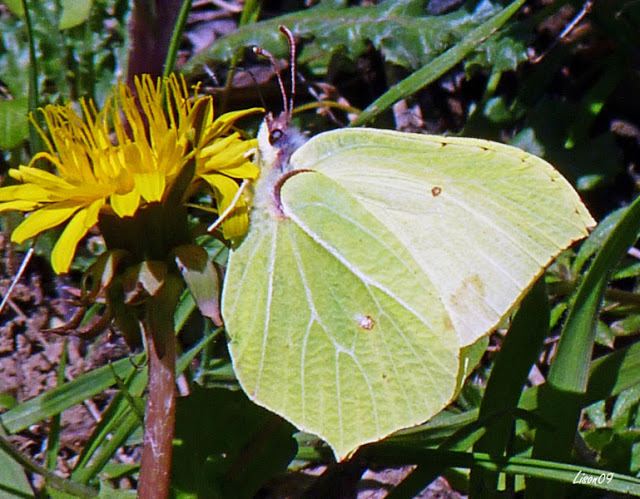 Mon premier papillon Papillon01