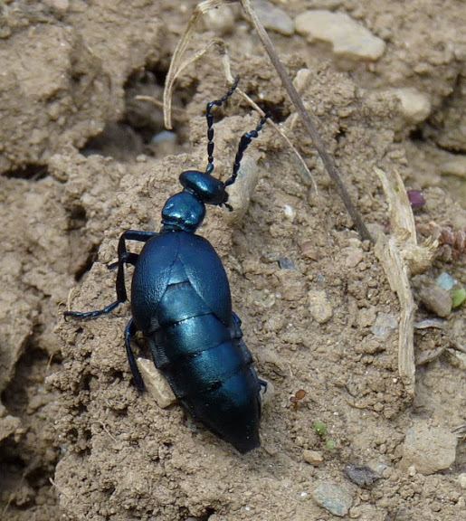 quelques insectes M%C3%A9lo%C3%A9%20printanier%20%28Meloe%20proscarabaeus%29