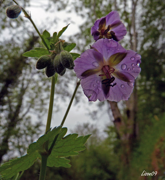 Ancolie sous la pluie Ancolie%20sous%20la%20pluie