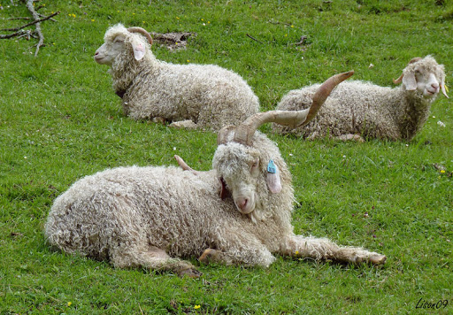 Une petite laine d'été Angora01