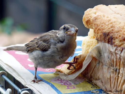 C'est du gâteau ! Moineau1070600