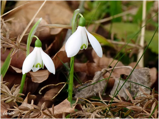 Premières fleurs + ajouts Perce%20neige1120261