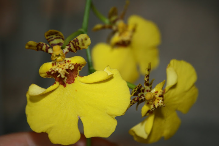 Oncidium Sweet Sugar 'Trésor' IMG_0235