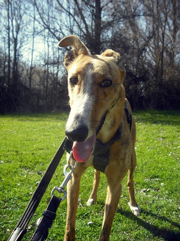 galgo - [Resuelto]Rayo, galgo de 1 año busca casa de acogida o adoptante (León) DSCF4850%5B4%5D