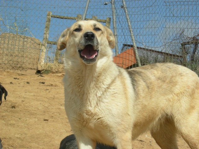 ADOPTADA!! Zasca (enero 2004), perrita similar a un pastor aleman en adopcion... un encanto con la gente. Sahagún-León (PE) DSCN3419%5B4%5D