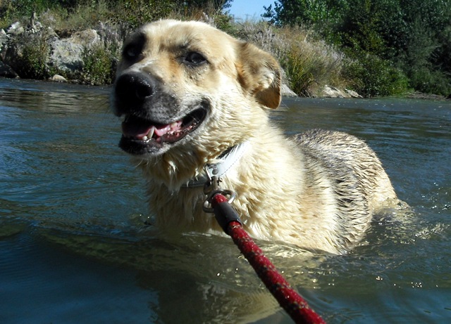 ADOPTADA!! Zasca (enero 2004), perrita similar a un pastor aleman en adopcion... un encanto con la gente. Sahagún-León (PE) DSCF8431%5B5%5D