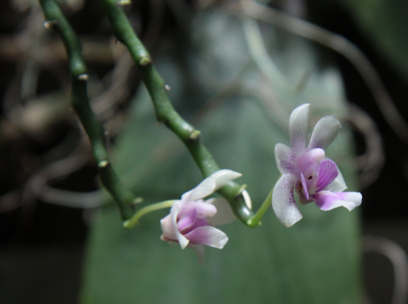 Phalaenopsis "speciosa" ou #c1 (et autre) IMG_5250