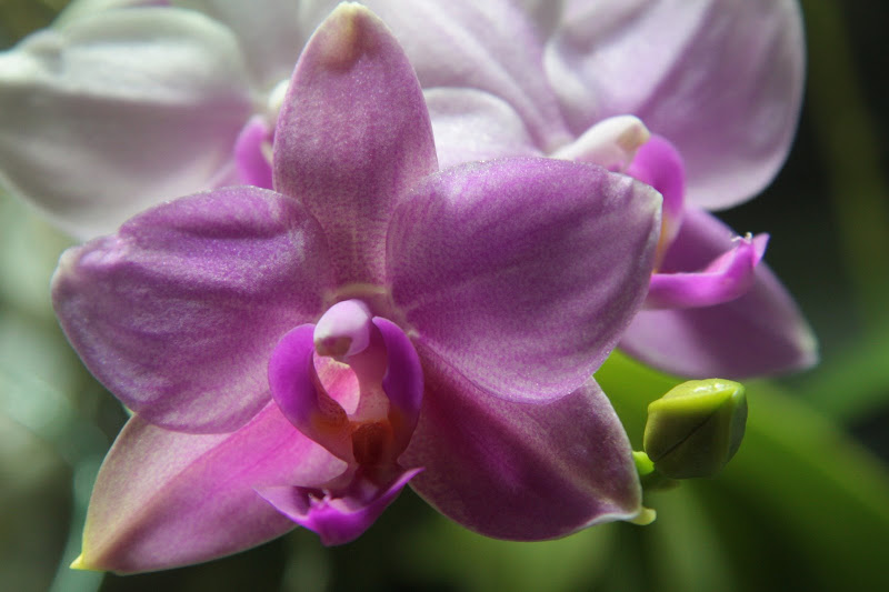 Phalaenopsis "speciosa" ou #c1 (et autre) IMG_5260