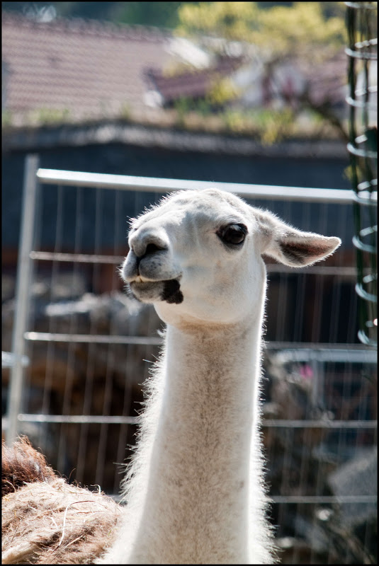 Le lama IMG_1490