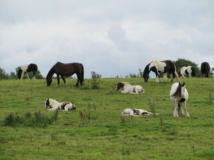 Nos vacances en Irlande Irlande%202010%20136