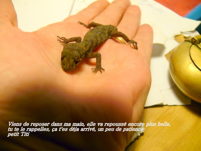 Mon gros  geko Margouillat%20007