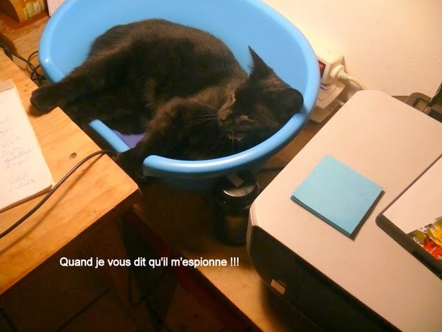 histoires de chats - Page 7 P1090425