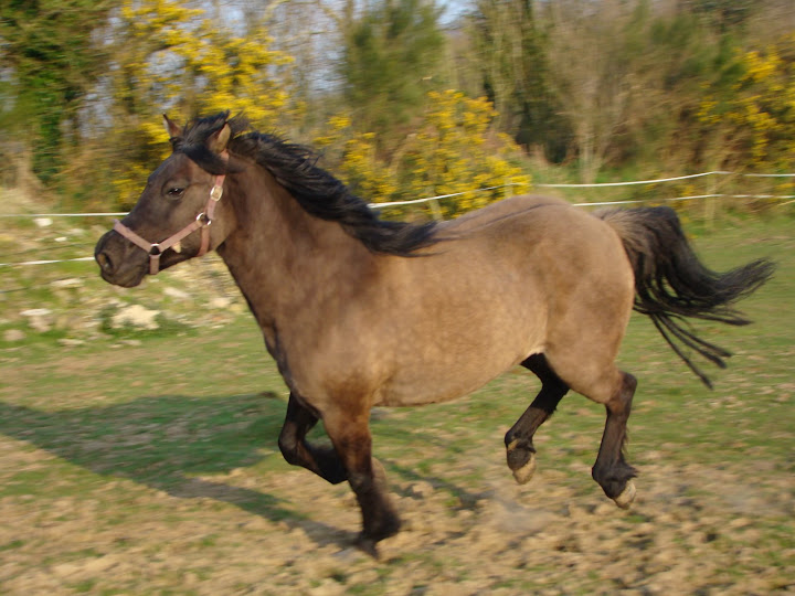 Penn Du, 6 ans, cherche une cavalire pour apprendre son mtier de poney... DSC02667