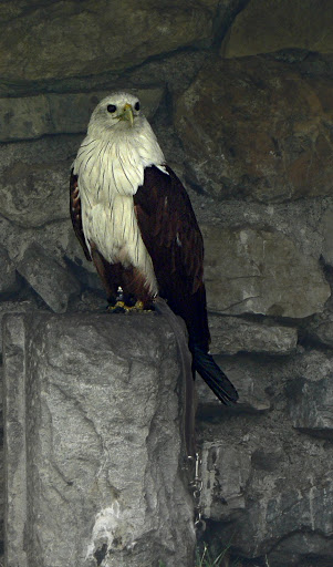Rapaces (6) : l'aigle le plus célèbre au monde P1180303_pygargue