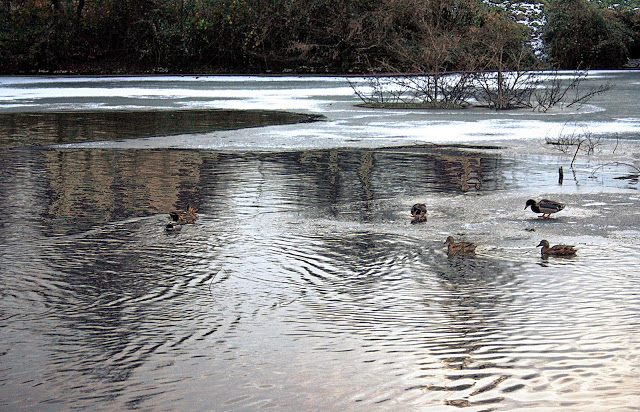 Ducks on ice IMG_0237_soues