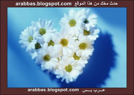 احلى مجموعة زهور لااحلى شلة اصحاب Image017