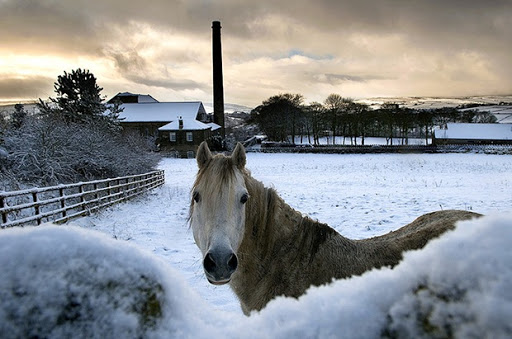 BLANCO NEGRO Y SEPIA..AUSENCIA DE COLOR - Página 76 Horseinsnow_thumb1