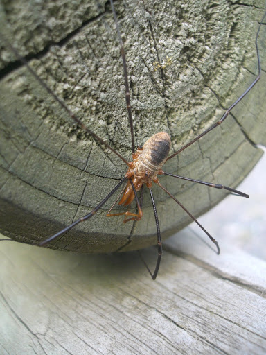 Faucheux, Phalangium opilio Faucheux_sp03