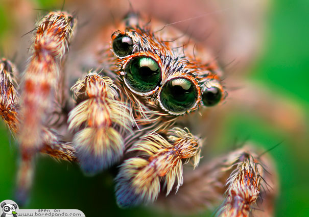 НАЈУБАВИТЕ ПАЈАЦИ НА СВЕТОТ Jumping-Spider-most-beuatiful-spider-in-the-world-3