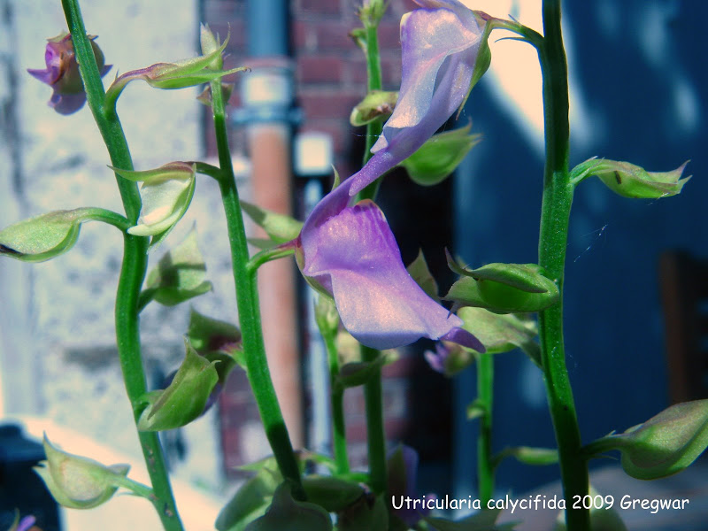 Utricularia calycifida IMG_7240