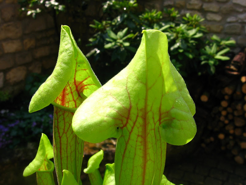 plantes du jour bonjour IMG_4946