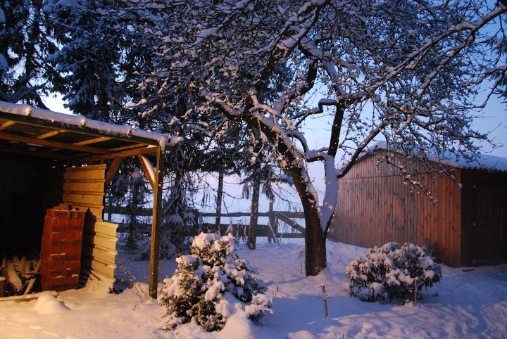 Buxus boom en twee fruitbomen 3%20jan%20sneeuw%20404