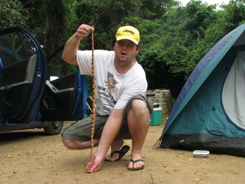 Telescopus egg extraction - North Zululand - South Africa. IMG_6114