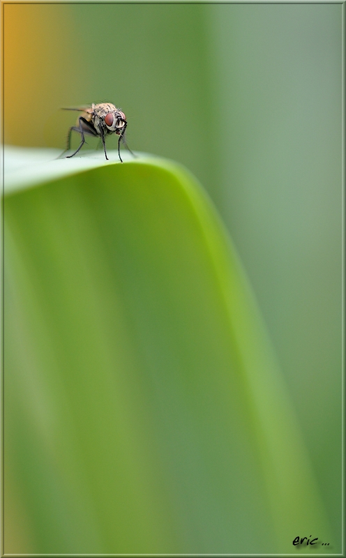 test sigma 150mm 1:2.8 apo macro DG HSM 13avril%20028