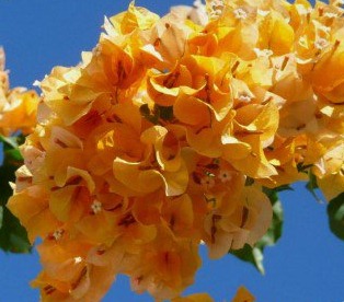  زراعة نبات الجهنمية ( المجنونة )  Bougainvillea  168079_1694842781196_1541637130_1601587_7866090_n%5B7%5D