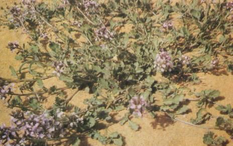 موسوعة نباتات الصحراء Dvd342