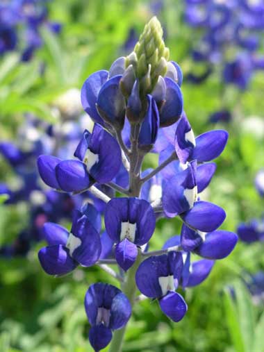 Hoa Dại ở Texas Bluebonnet_1_380