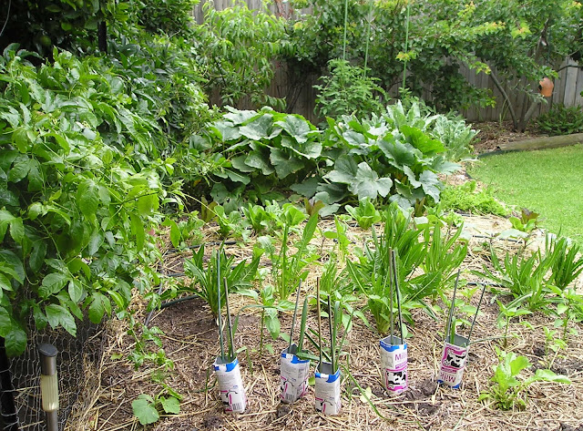 Our productive garden U3A%20AGM%20002