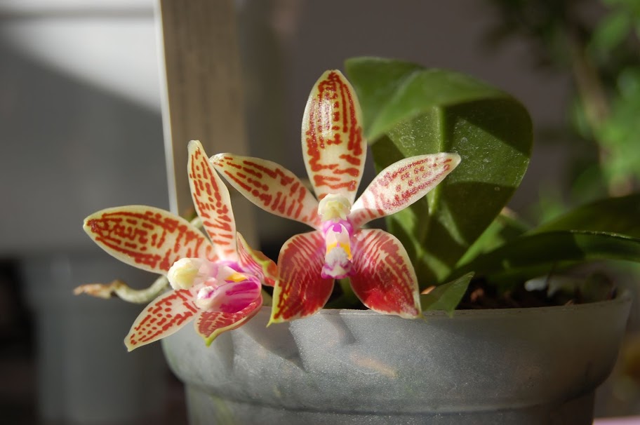 Phalaenopsis corningiana DSC_0287